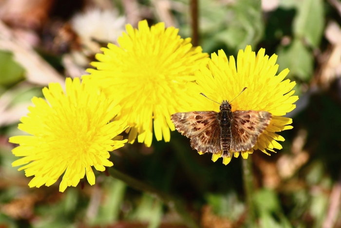 fiori e farfalle : composizione 1